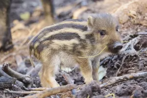 Wild boar (Sus scrofa) squeaker in a forest