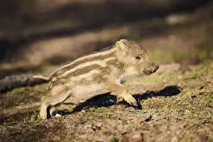 Wild boar (Sus scrofa) squeaker in a forest
