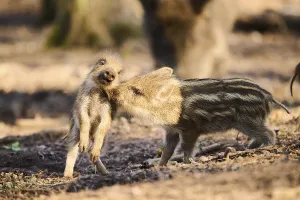 Wild boar (Sus scrofa) squeakers playing in a forest