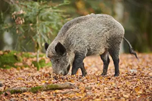 Wild boar (Sus scrofa) standing in a forest