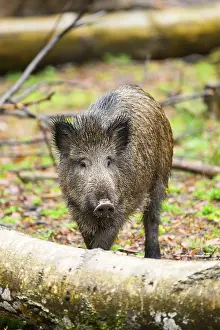 Wild boar (Sus scrofa) standing in a forest