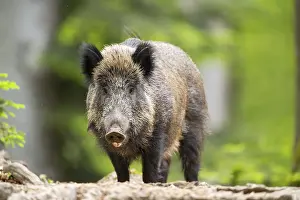 Wild boar (Sus scrofa) standing in a forest