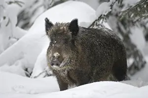 Wild boar (Sus scrofa) standing in the snow