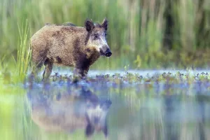 Wild boar (Sus scrofa) standing in water