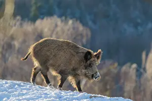 A wild boar (Sus scrofa) stands in the backlight of the sun on a snow-covered mound