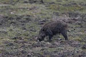 While the wild boar (Sus scrofa) stirs up the ground in search of food