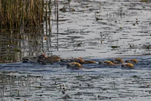 Two wild boar (Sus scrofa) swimming with their young through a pond