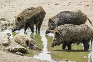A wild boar (Sus scrofa) takes a mud bath in a small pond