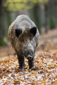 Wild Boar (Sus scrofa), tusker