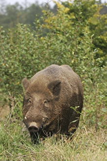 Wild boar (Sus scrofa), tusker in summer