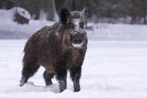 Wild boar (Sus scrofa), tusker in winter in a snow-covered forest