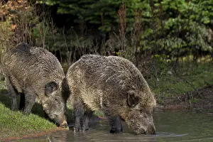 Two wild boar (Sus scrofa) visit a small pond in the forest in the late afternoon to drink