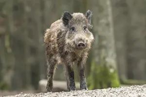 Wild boar (Sus scrofa), Vulkaneifel