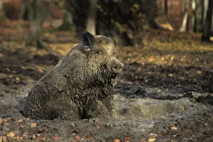 Wild Boar (Sus scrofa) wallowing in mud, dirty