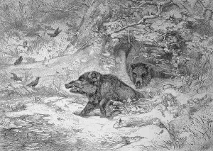 Wild boar (Sus scrofa), also the wild boar or Eurasian wild boar in a forest in Austria
