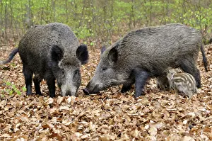 Wild boar (Sus scrofa), wild sows foraging with boar piglet