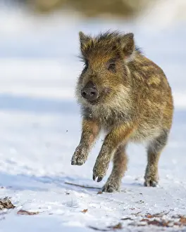 Wild boar (Sus scrofa) in the winer in the snow