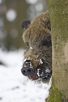 Wild boar (Sus scrofa) in the winter