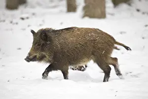 Wild Boar (Sus scrofa) in winter
