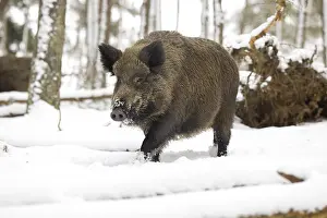 Wild boar (Sus scrofa) in winter