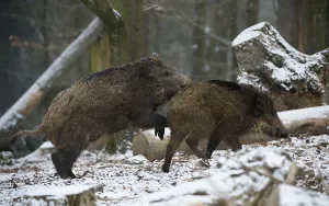 Wild boar (Sus scrofa) in winter