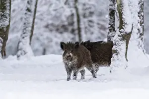 Wild boar (Sus scrofa), in winter with closed snow cover