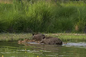 Wild boar (Sus scrofa), young animals