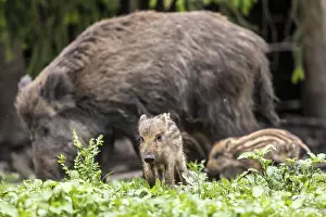Wild boar (Sus scrofa) with young boar