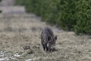 Wild boar (Sus scrofa) and young boar in a forest meadow