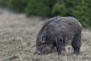 Wild boar (Sus scrofa) with its very young offspring in a forest aisle