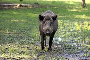 Wild Boar (Sus scrofa), young tusker in the water