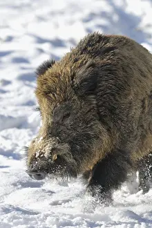 Wild boar (Sus scruff), male in snow