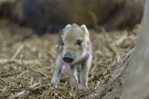 Wild boar, (wild boar)