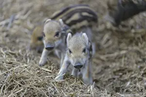 Wild boar, (wild boar)