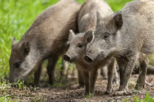 Wild boar, wild boar (Sus scrofa)