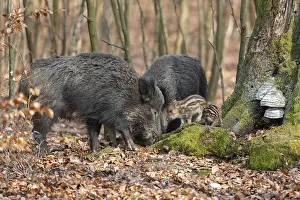 Wild boar, wild boar (Sus scrofa)