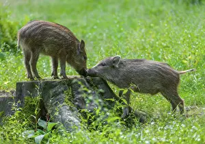 Wild boar, wild boar (Sus scrofa)