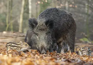 Wild boar, wild boar (Sus scrofa)