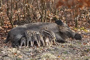 Wild boar, wild boar (Sus scrofa)
