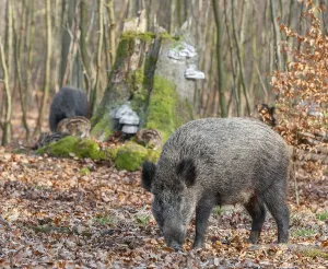 Wild boar, wild boar (Sus scrofa)