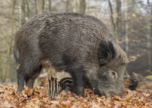 Wild boar, wild boar (Sus scrofa)