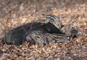 Wild boar, wild boar (Sus scrofa)