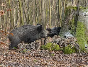 Wild boar, wild boar (Sus scrofa) two bucks and young boar looking for food in the forest