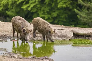 Two wild boar or wild pig (Splayus scrofa) drink water from a small pool