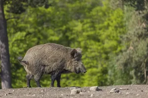 One wild boar or wild pig (Sus scrofa)