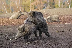 Two wild boar or wild pig (Sus scrofa)