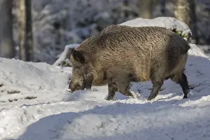 Wild boar or wild pig (Sus scrofa)