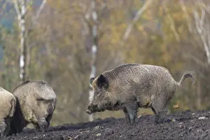 Three wild boar or wild pig (Sus scrofa)