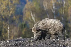 One wild boar or wild pig (Sus scrofa)