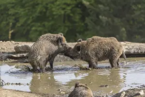 Two wild boar or wild pig (Sus scrofa)